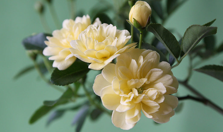 サイクロトロンによる品種改良研究