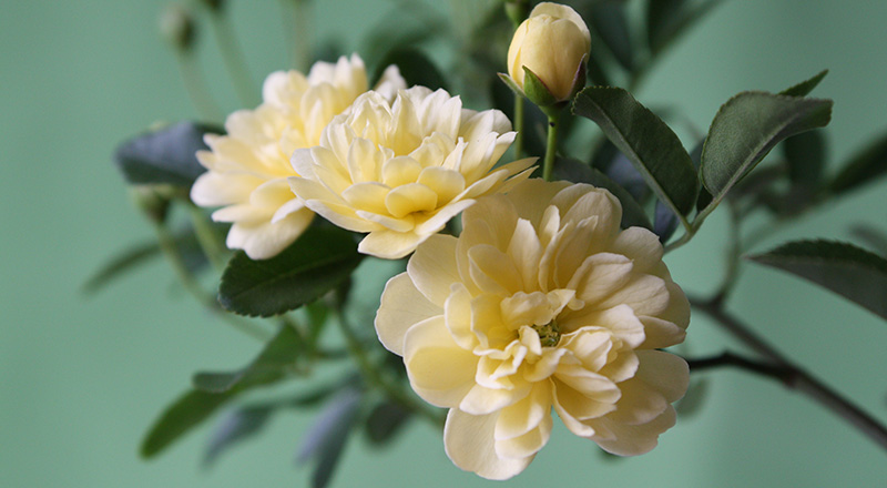 サイクロトロンによる品種改良研究